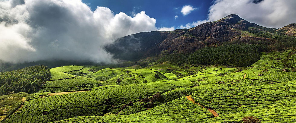 Tea Plantation, Munnar, Kerela