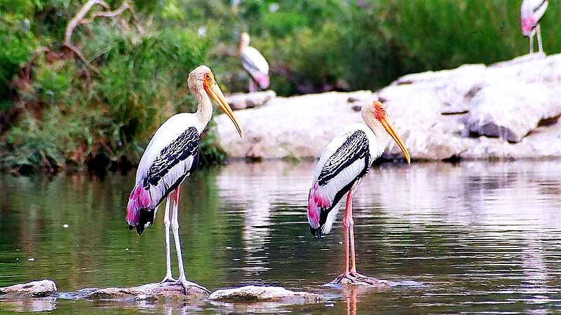 الصورة المصغرة: Pondicherry Tour
