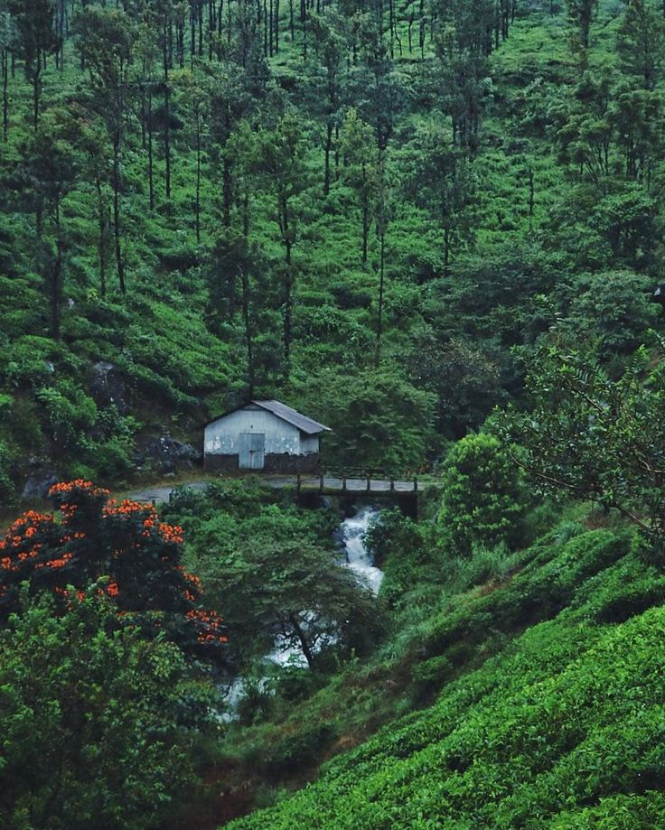 Wayanad: A tranquil hill district in Kerala known for its lush greenery, waterfalls, wildlife