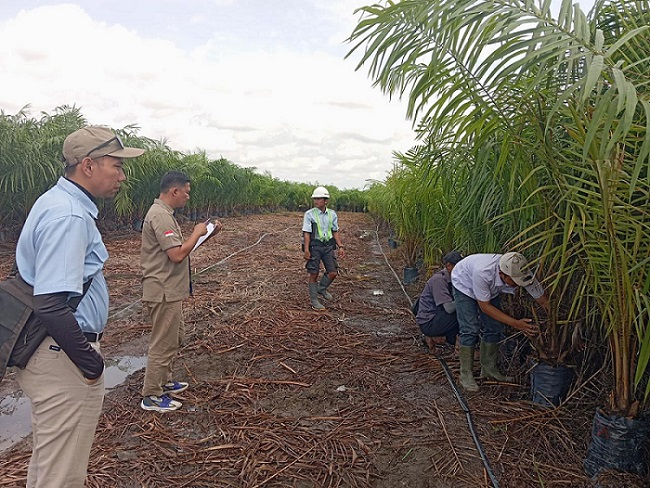 Proses Penilaian Kelayakan Mutu Benih Kelapa Sawit milik PT. Sungai Rangit