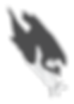PCS_FishHawk (1).png