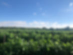 2F59569A-4CB4-41AF-A9CD-47617E0638C7.jpeg