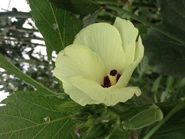 オクラの花