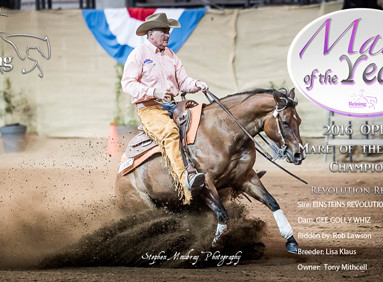 2016 Mare Of The Year Awards