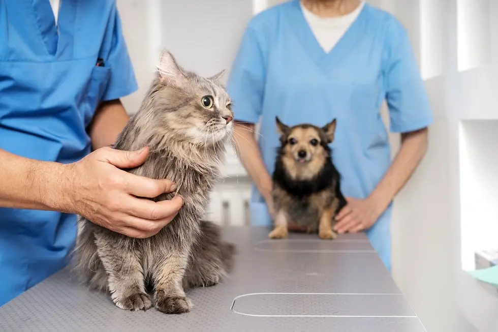 hp-about-pets.webp