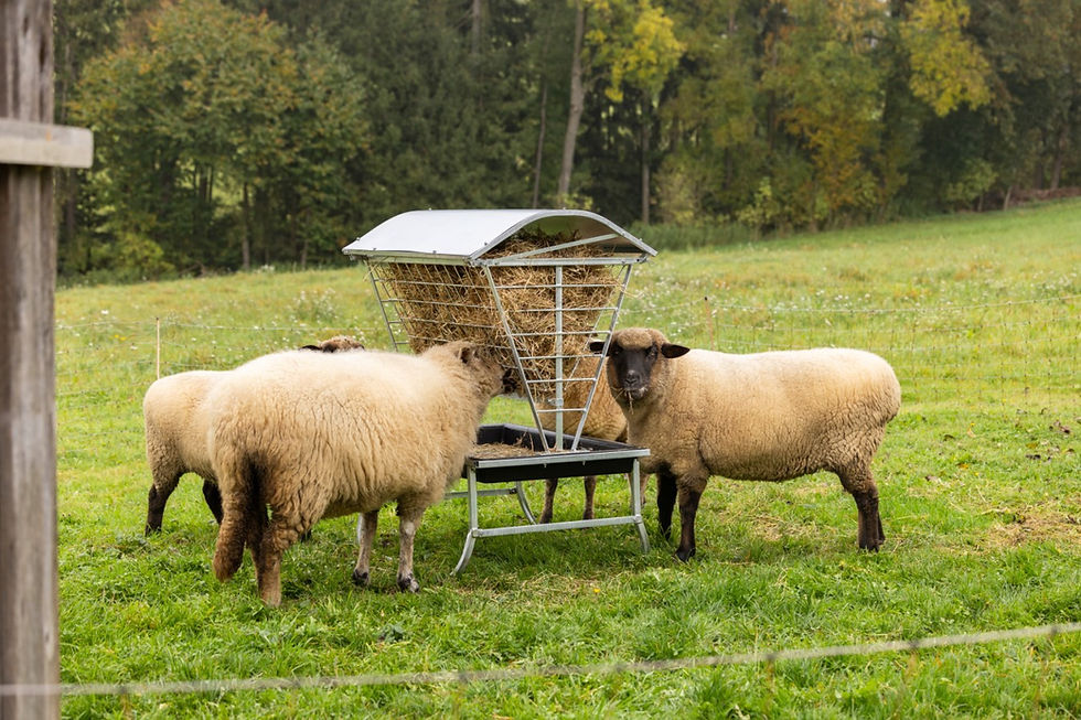 Miniaturbild: Kerbl-Futterraufe mit Dach