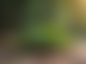 Entdecke die Vielfalt der heimischen Wildkräuter