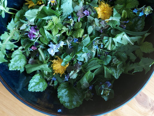 Wildkräuter Salat mit Löwenzahn, Giersch und Co.