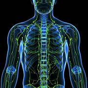 The Fascia-Lymph Connection: Emotions, Detoxification, and Restoring Balance