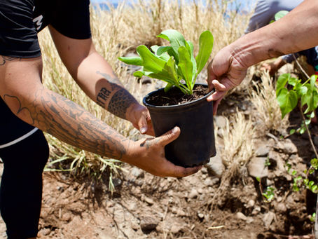 naupaka planting ukumehame lahaina gotum surfing