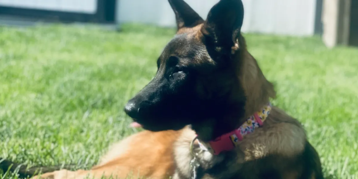 US War Dogs Association