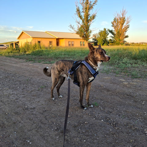 He's a medium sized brindle proudly guarding the home behind him.