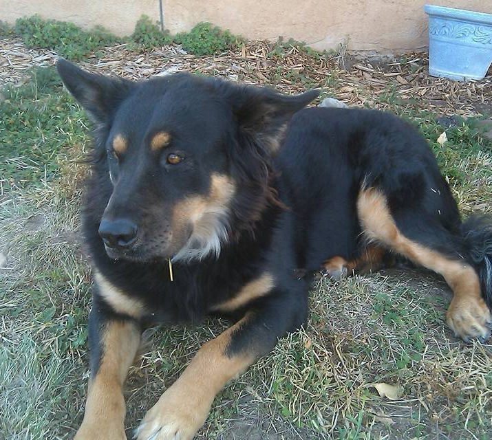 A large German Shepherd mix laying on the ground