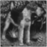 Fox Terrier