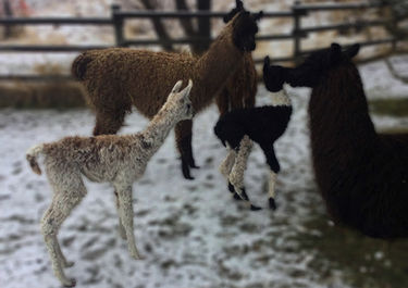 mountain, Mountain View, Alberta, Wolf Valley, llamas, classic llamas, suri llamas, breed, show, pack, guard, pets, llama walk, virtual adoption, for sale, pepper, cinnamon, cria