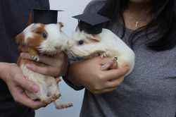 Jelly and Dino Graduation