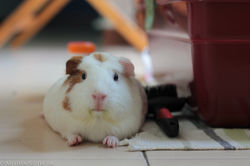 Jelly's winning pose