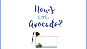 Update: Baby Avocado