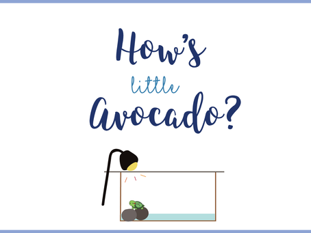 Update: Baby Avocado