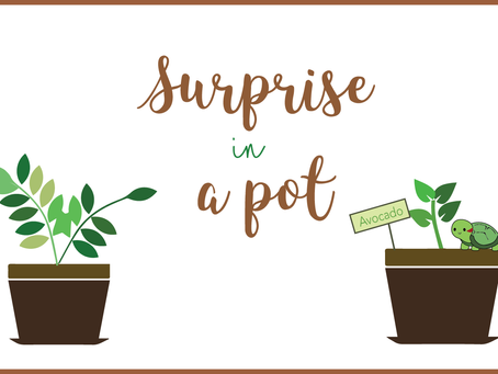 A Surprise in a Pot