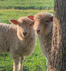 2lambs_edited.jpg