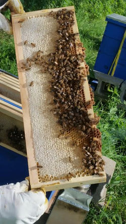 Bees on a Frame with Honeycomb