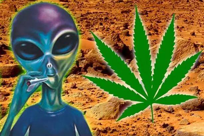 「百草綱目」- Jamaica Ganja 即興雷鬼