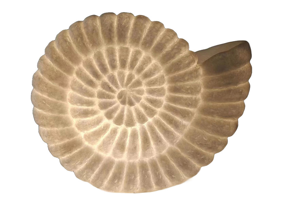 Ammonite Shell Lamp
