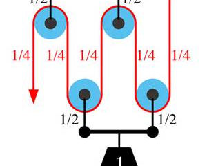 Structure Dictates Muscle Function