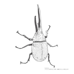 ヘラクレスオオカブト