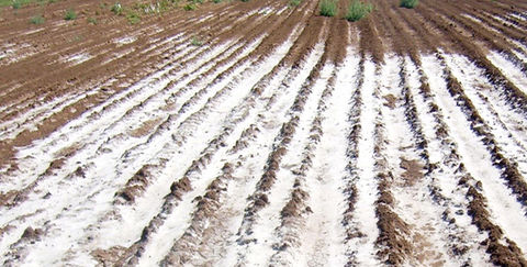 Root Phenotyping salinity