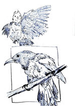 Two pencil sketches of birds, one perches on a branch and the other with one wing outstretched