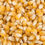 Thumbnail: Amish Ladyfinger Popcorn - 2 lb. Bag - Kernels