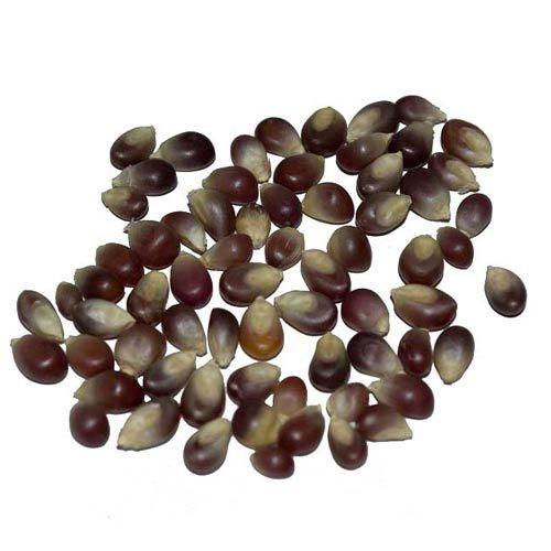 Thumbnail: Amish Purple Kernel Popcorn - 2 lb. Bag - Kernels