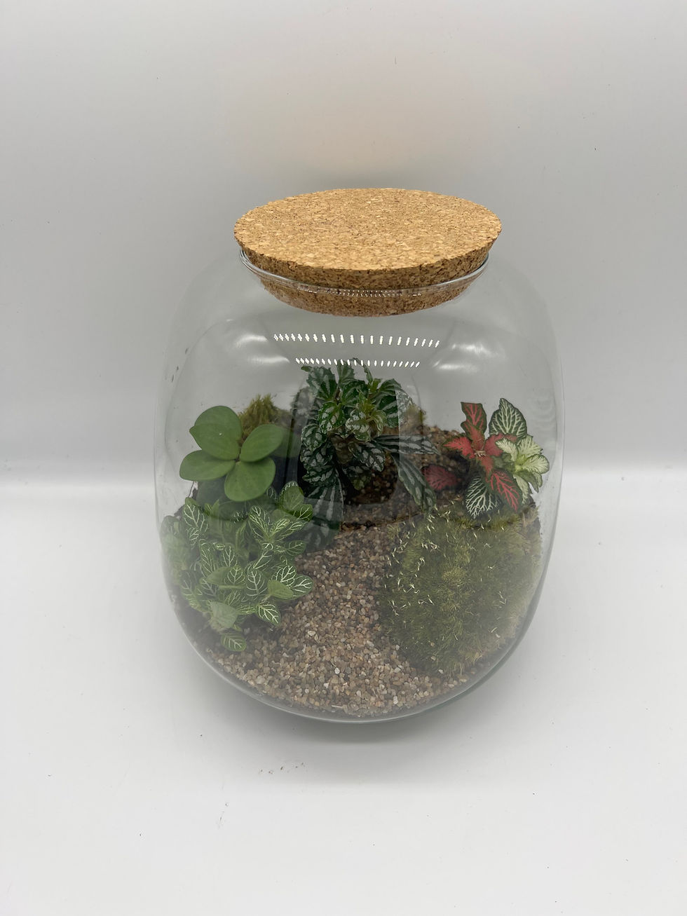 Thumbnail: Terrarium 'Vane'