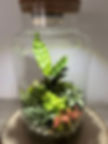 Terrarium Fittonia Calathea Planten