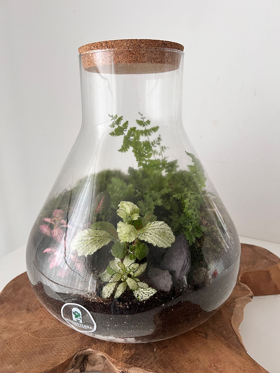 Thumbnail: Terrarium ´Valence´