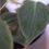 Thumbnail: Philodendron scandens Micans