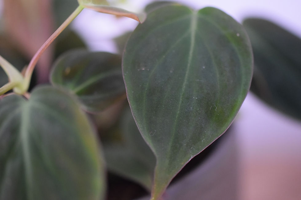 Thumbnail: Philodendron scandens Micans
