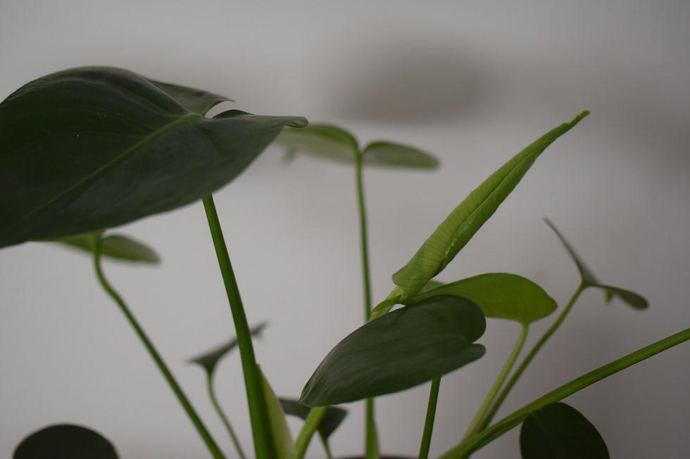 Thumbnail: Monstera deliciosa gatenplant