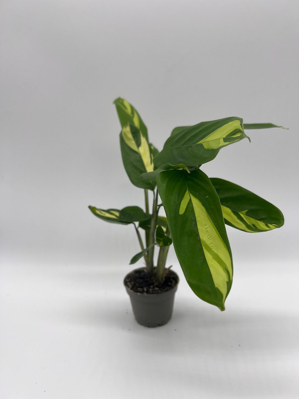 Thumbnail: Ctenanthe lubbersiana 'Golden Mosaic'