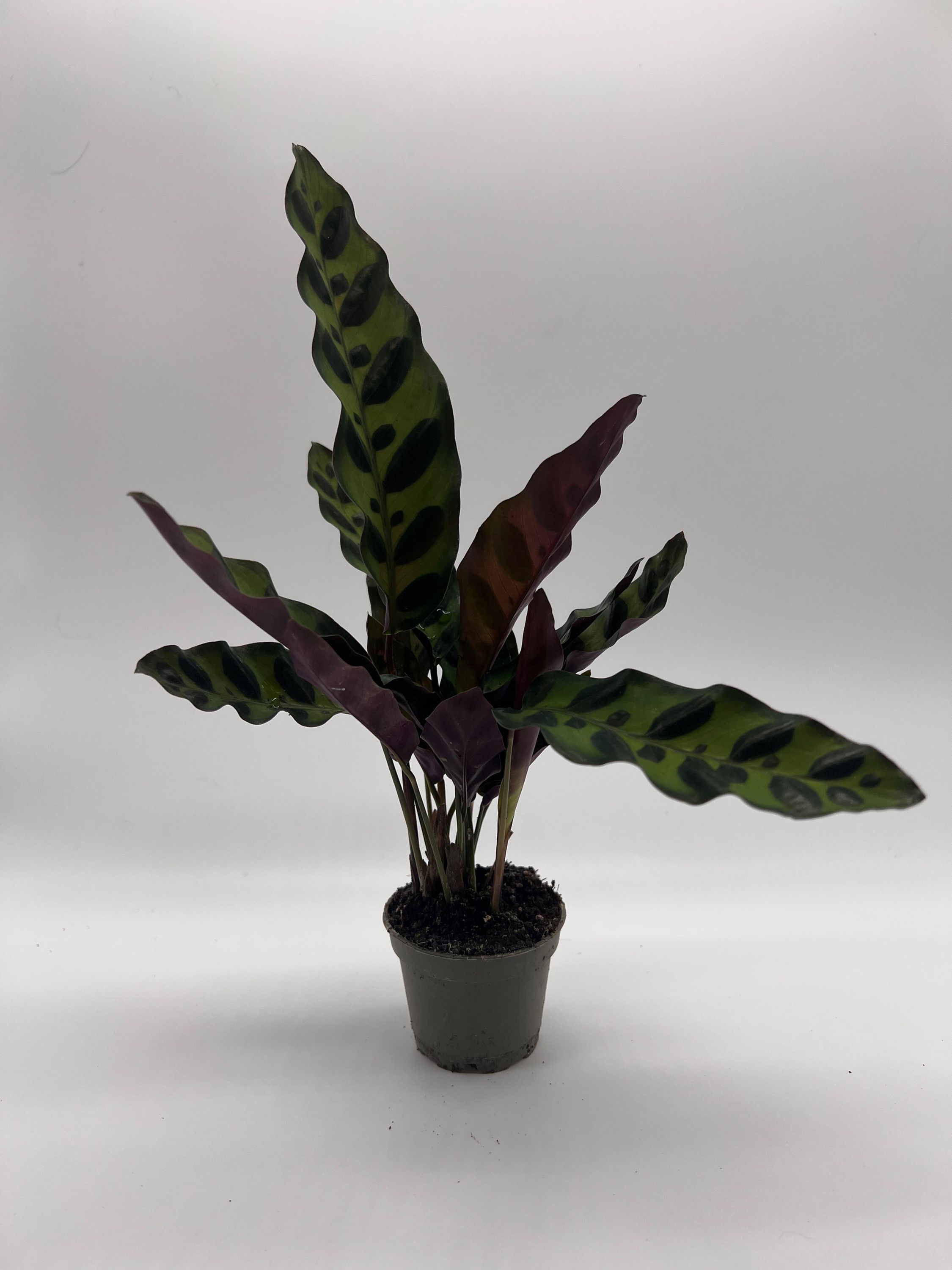 Calathea lancifolia insigne 'Baby'