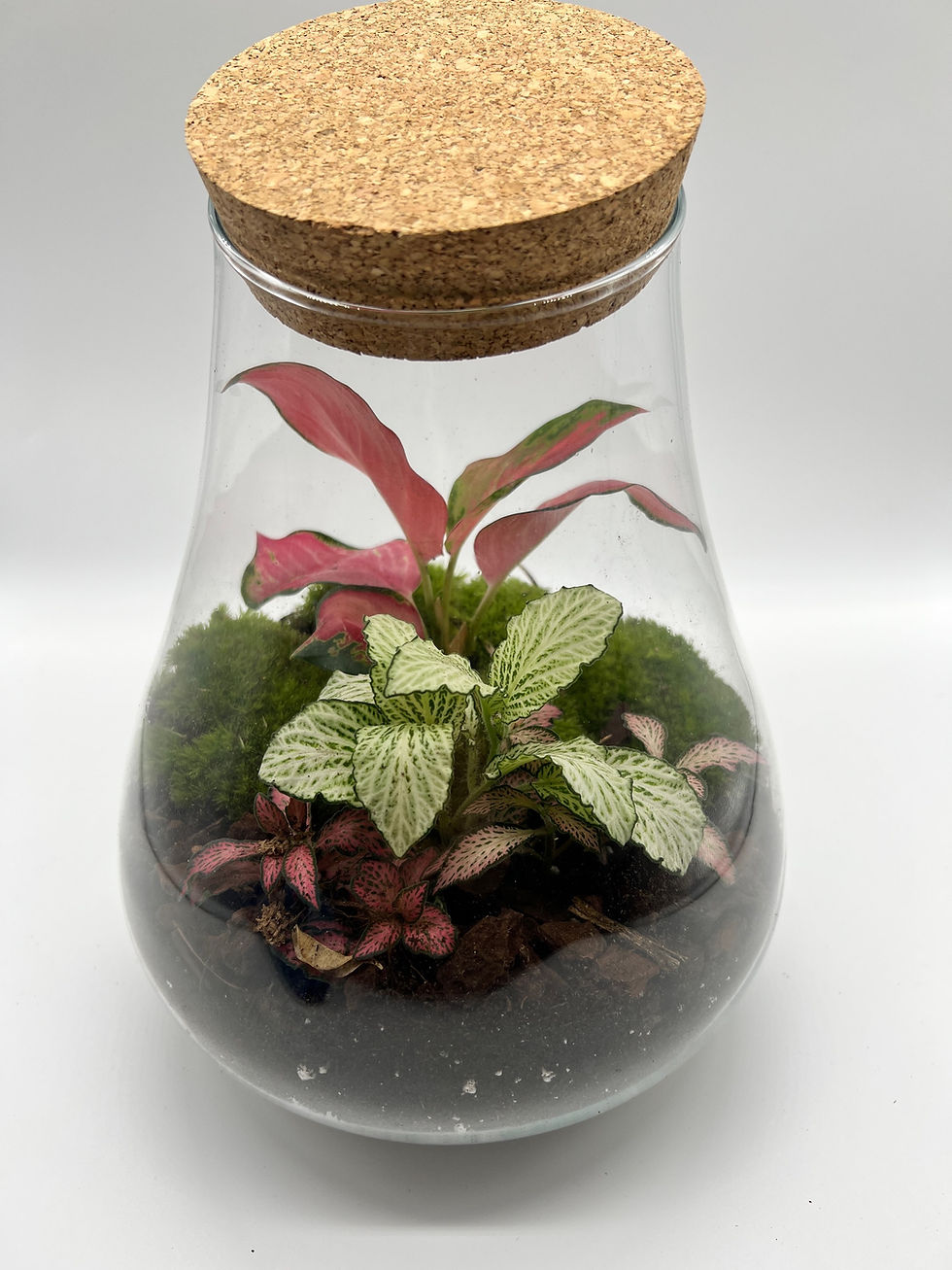 Thumbnail: Terrarium 'Many'