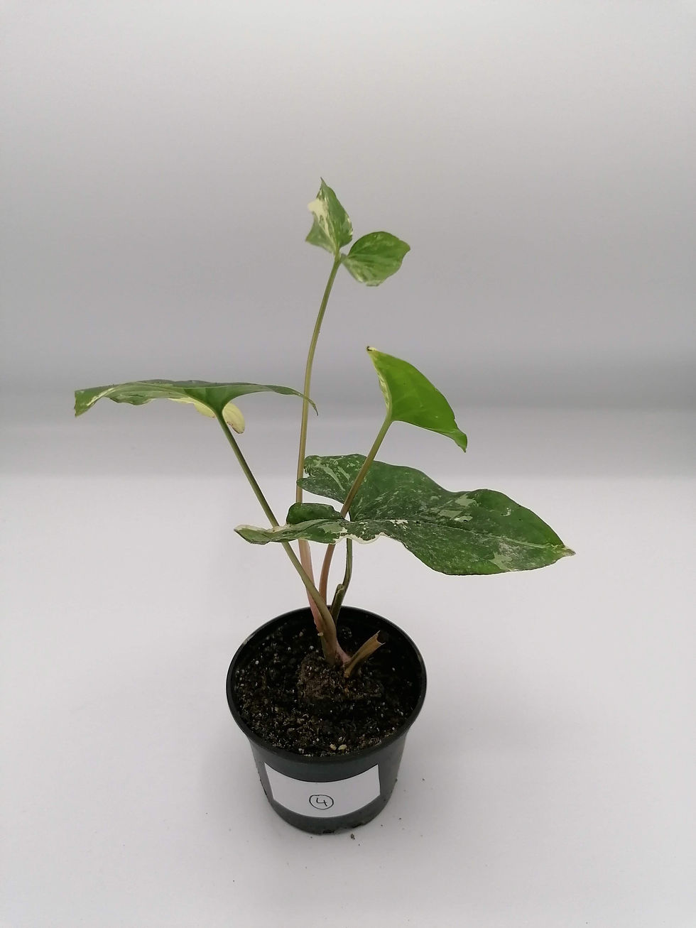 Thumbnail: Syngonium albo 'variegata'