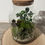 Thumbnail: Terrarium 'Sara'