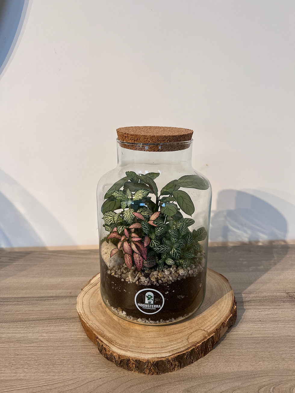 Thumbnail: Terrarium ´Mindy´