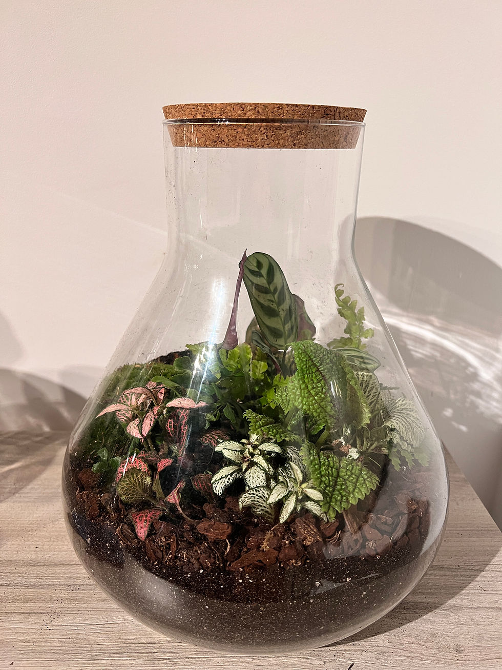 Thumbnail: Terrarium ´Mela´