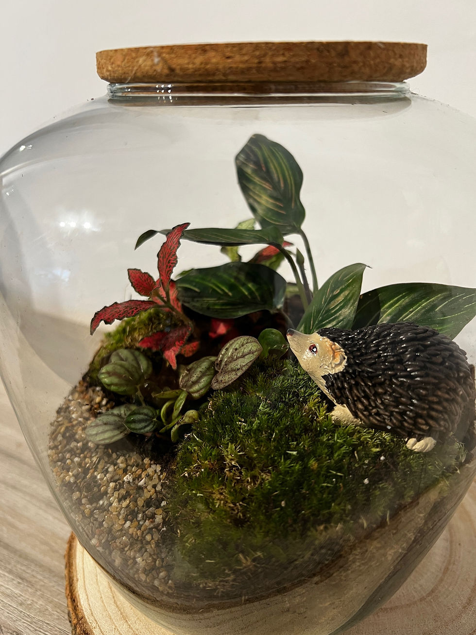 Thumbnail: Terrarium 'Elke’