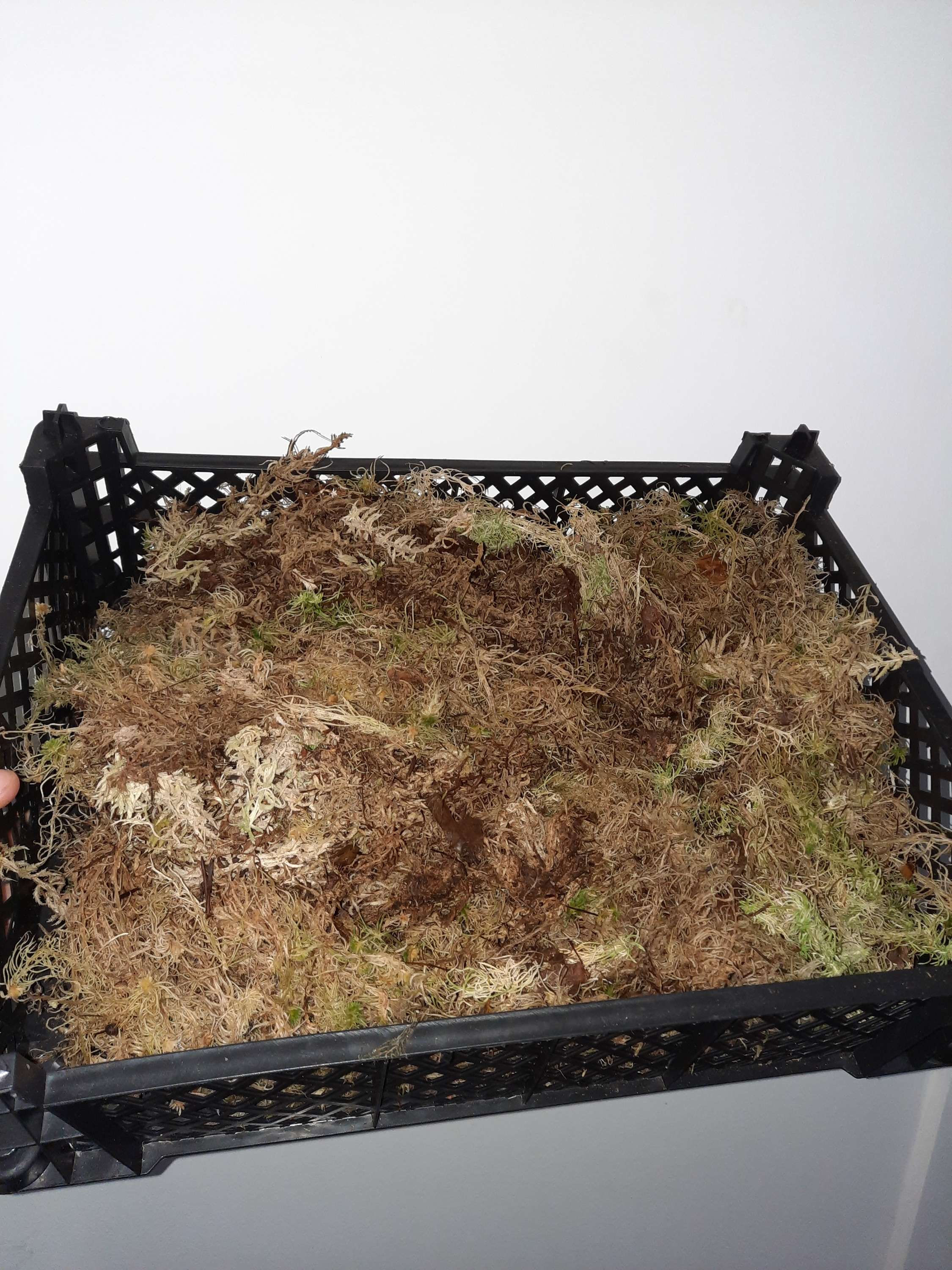 Sphagnum mos 5L