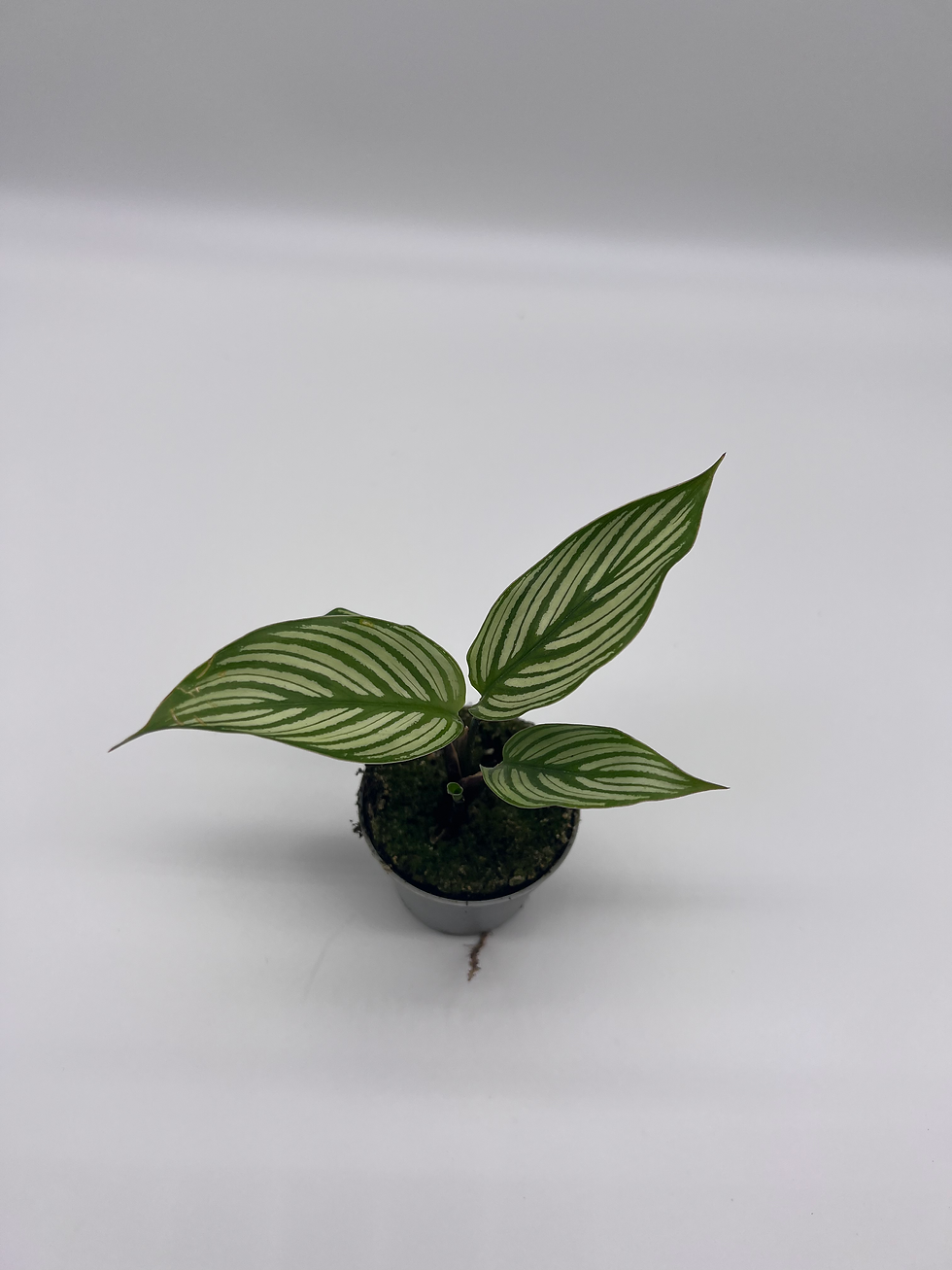Thumbnail: Calathea vittata 'Baby'